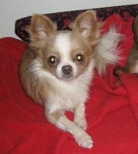 Chihuahua Chanel * EFTERLYSNING * billede 2