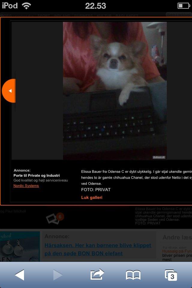 Chihuahua Chanel * EFTERLYSNING * billede 3