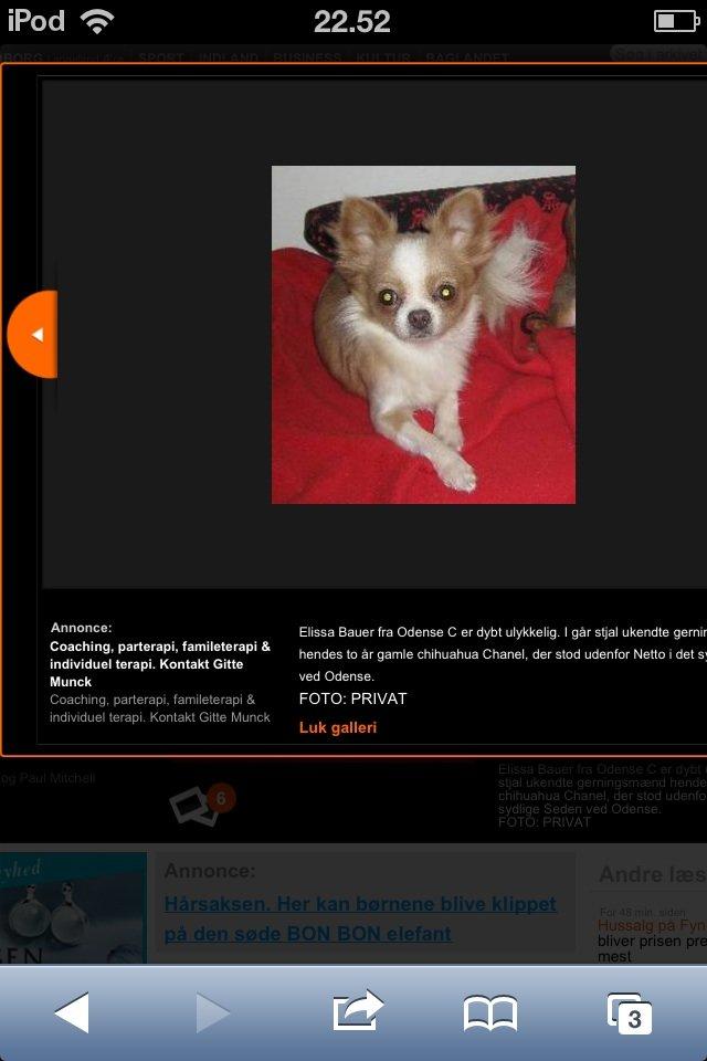 Chihuahua Chanel * EFTERLYSNING * billede 4