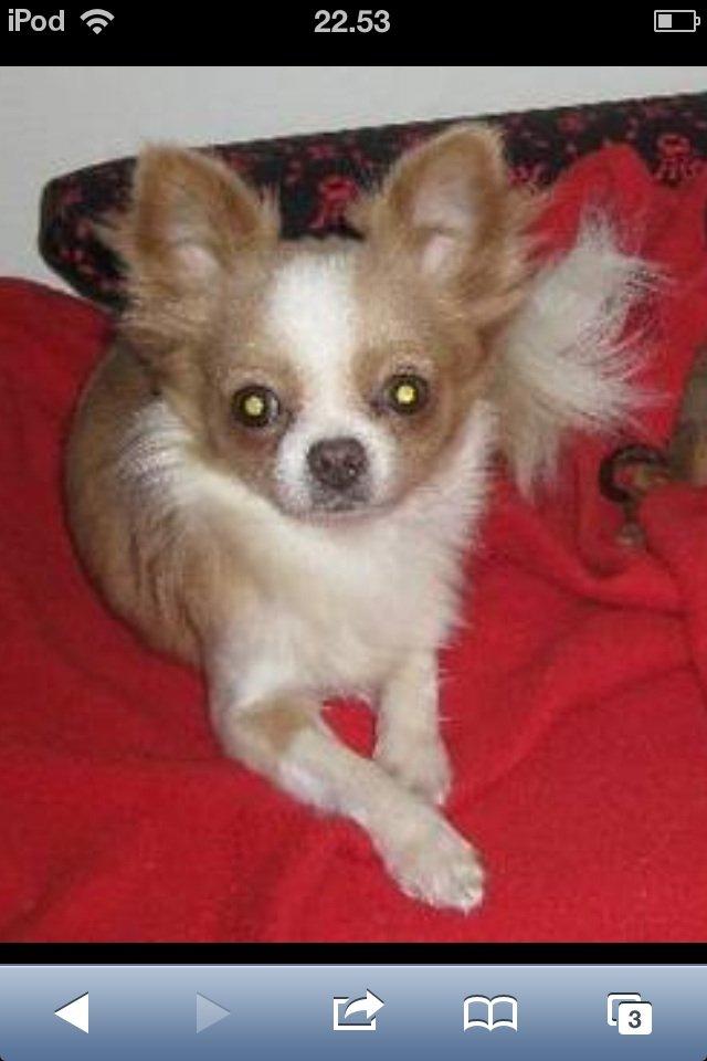 Chihuahua Chanel * EFTERLYSNING * billede 5