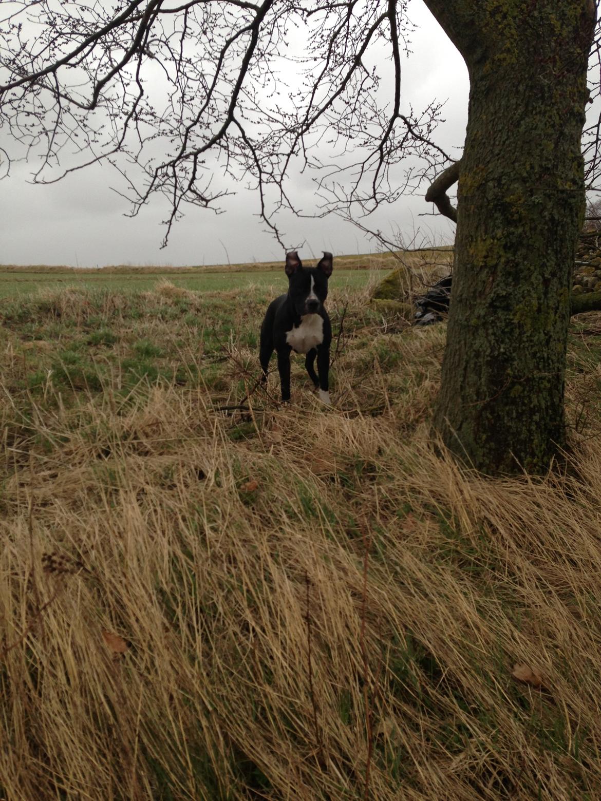 Blanding af racer Diablo billede 11