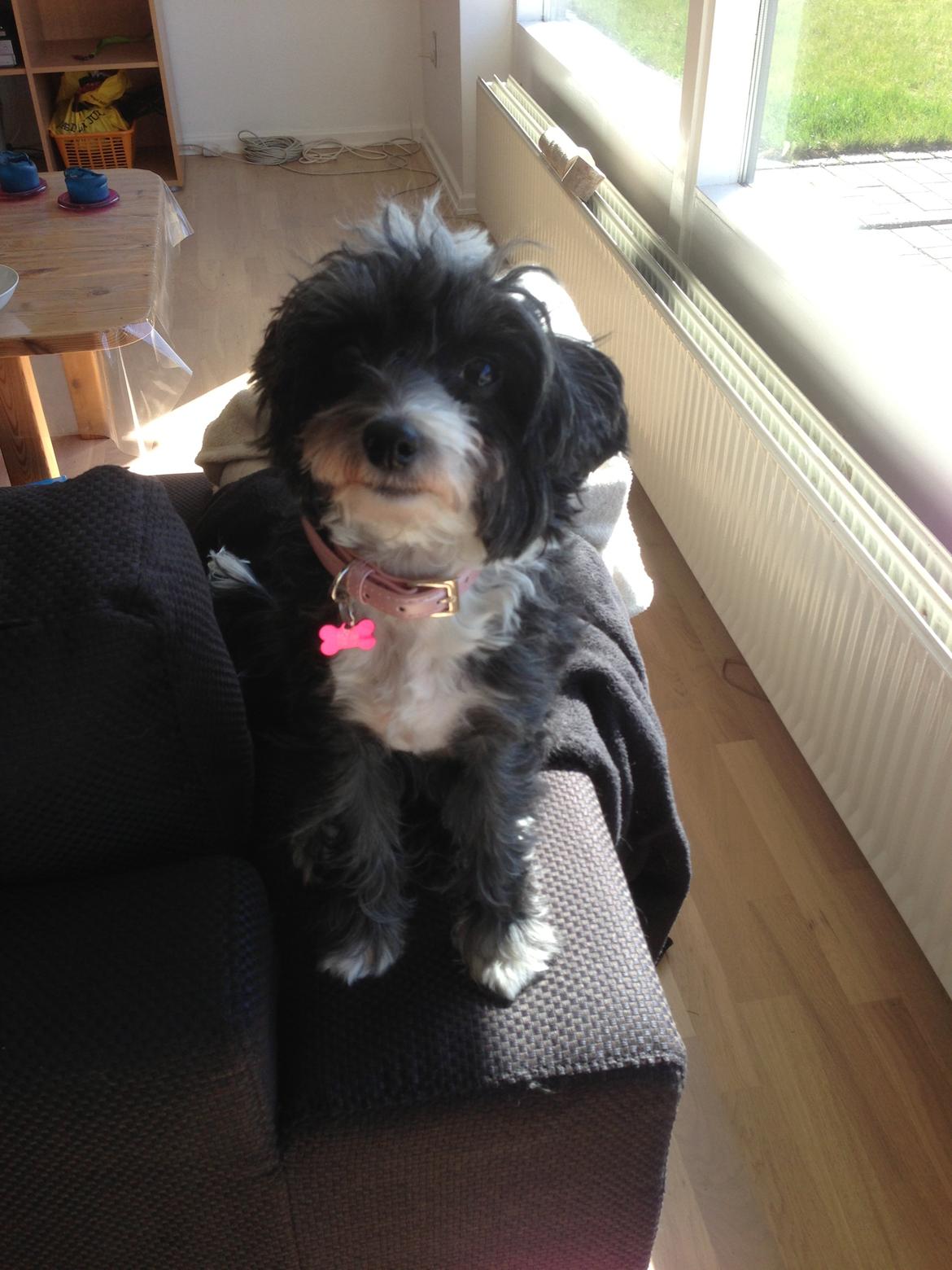 Chinese crested powder puff Cookie - Taget d. 20/04/13 billede 1