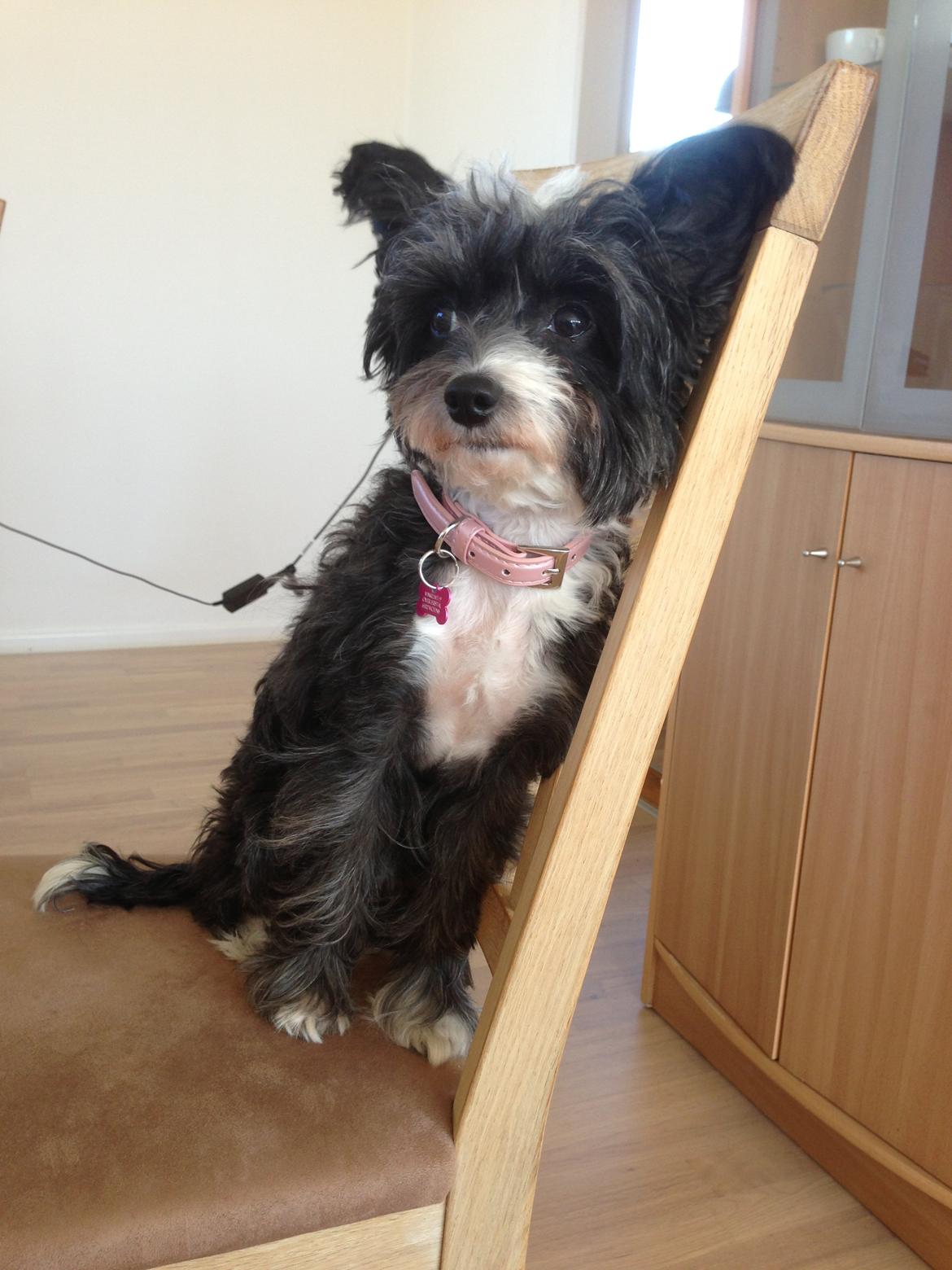 Chinese crested powder puff Cookie - Taget d. 20/04/13 billede 2