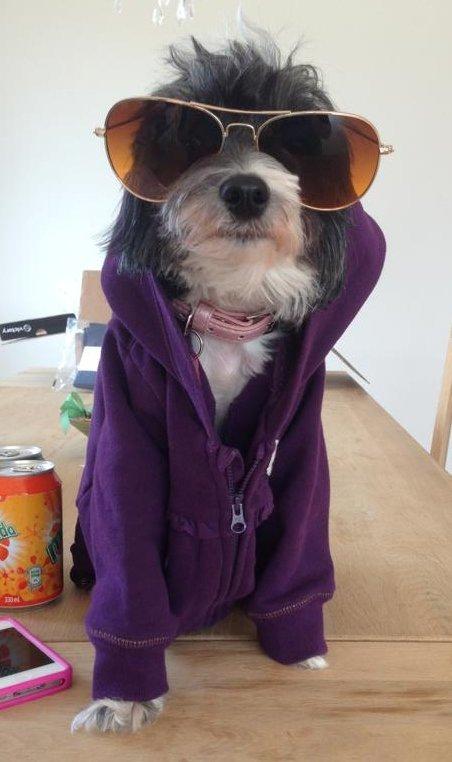 Chinese crested powder puff Cookie - Taget d. 16/04/13 billede 3