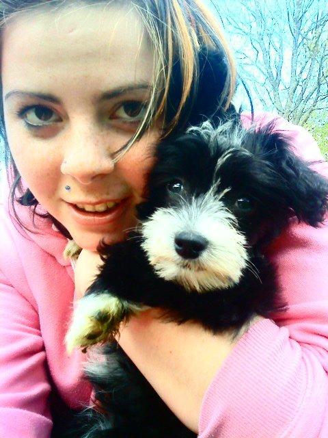 Chinese crested powder puff Cookie - Taget d. 02/05/10 billede 4