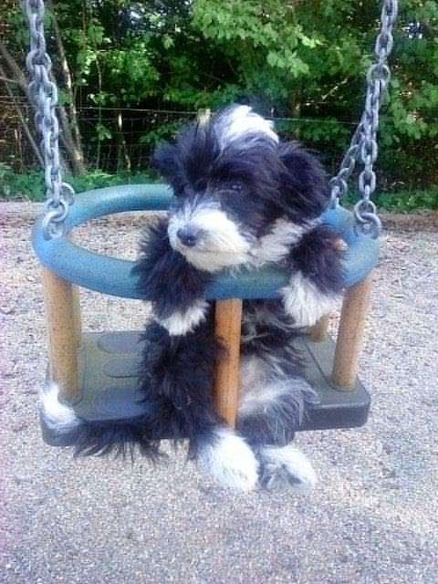 Chinese crested powder puff Cookie - Taget i maj 2010 billede 5