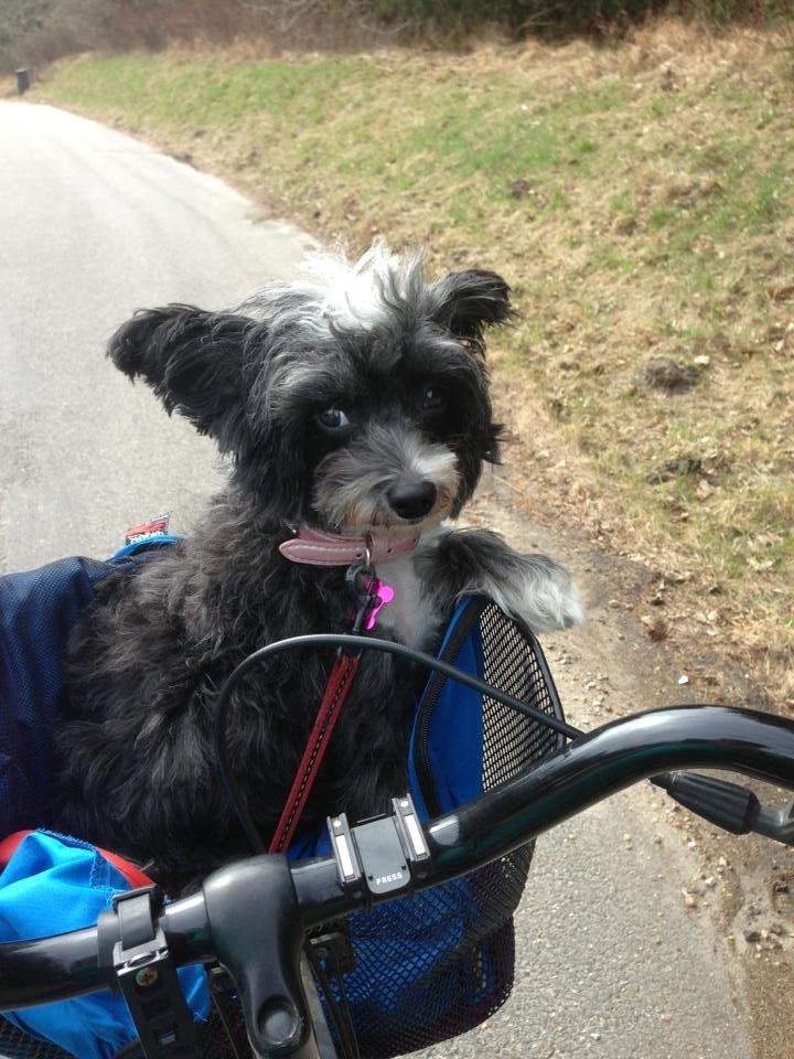 Chinese crested powder puff Cookie - Ud på cykeltur. 
Taget d. 15/04/13 billede 6