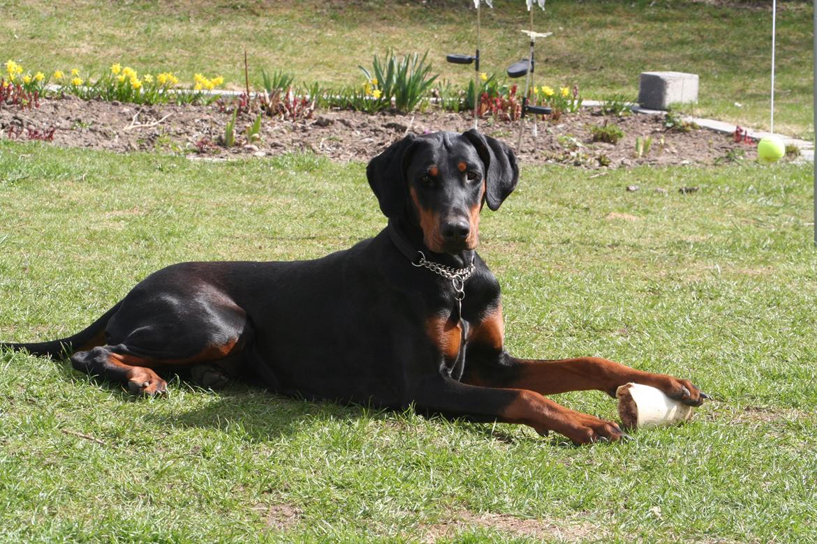 Dobermann Proud Danish Fancy Face(Chica) - d.20 april 2013... billede 2