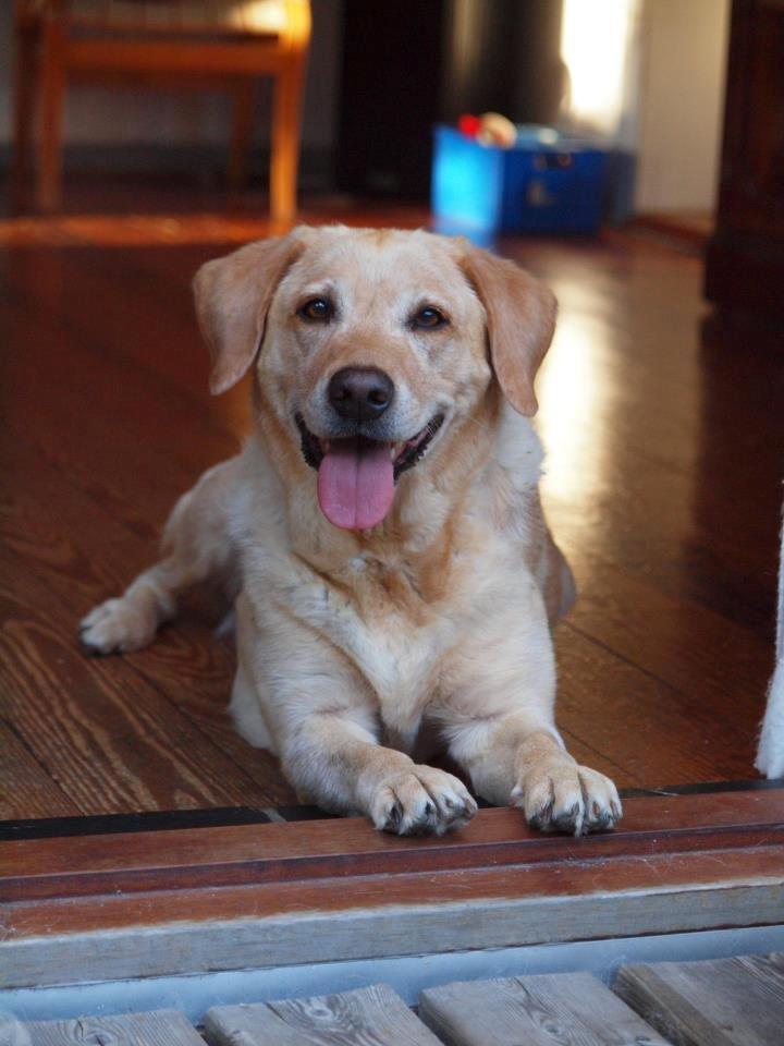 Labrador retriever (Formel 1) Sally - Sally er 9 år nu.. sikke tiden går! <3 billede 1