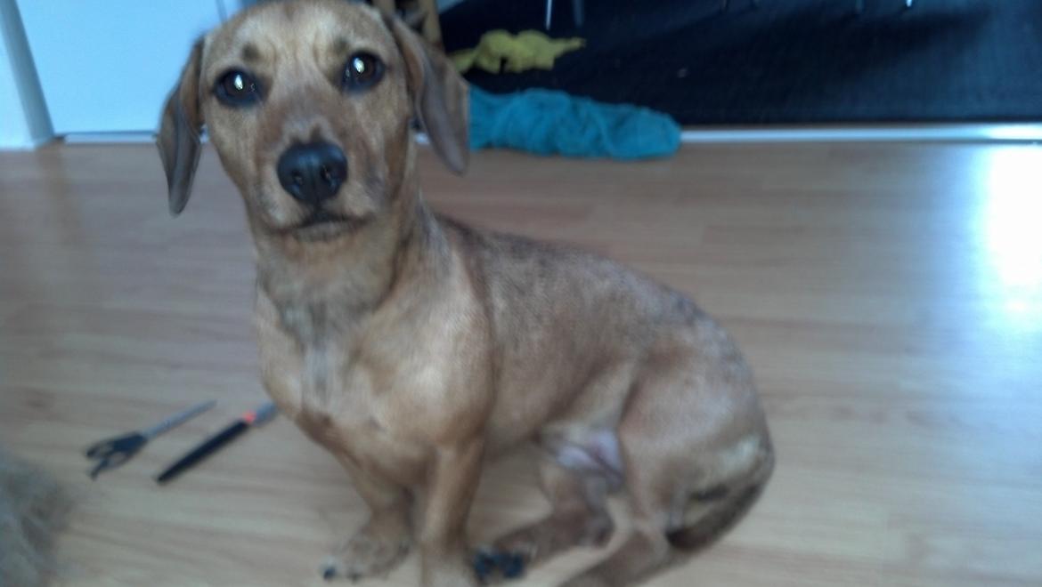 Blanding af racer Frigg billede 1