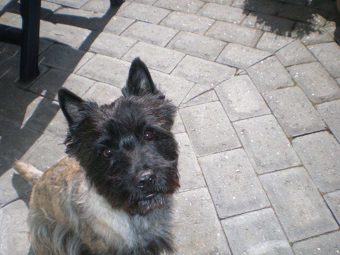 Cairn terrier Rollo billede 1