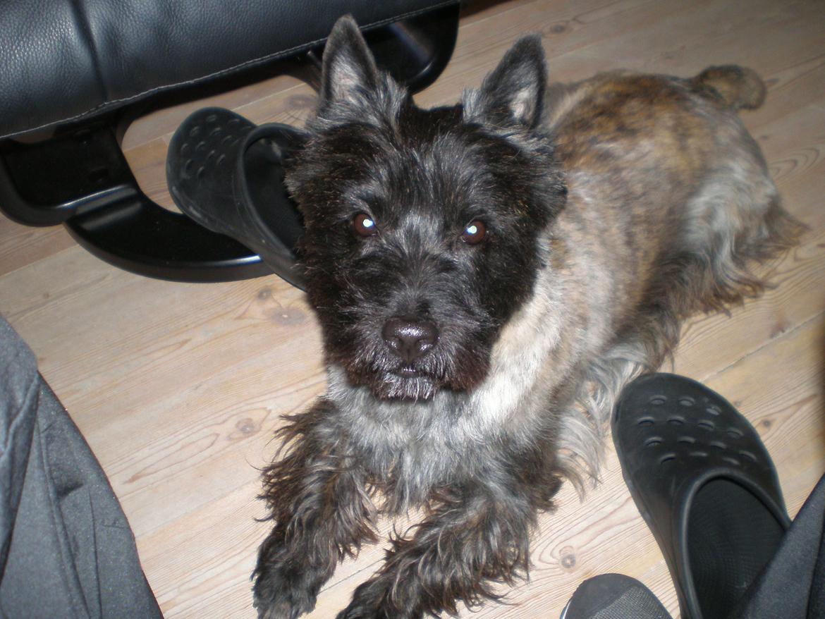 Cairn terrier Rollo billede 2