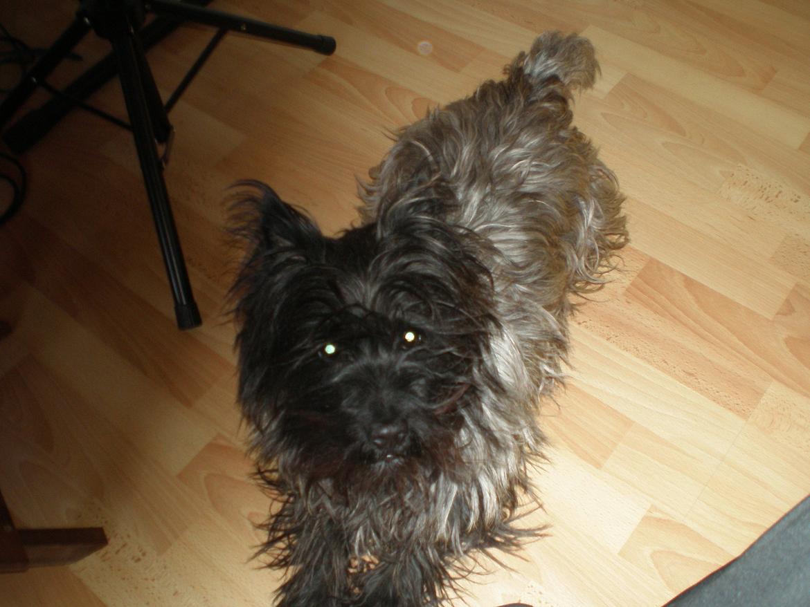 Cairn terrier Rollo billede 3