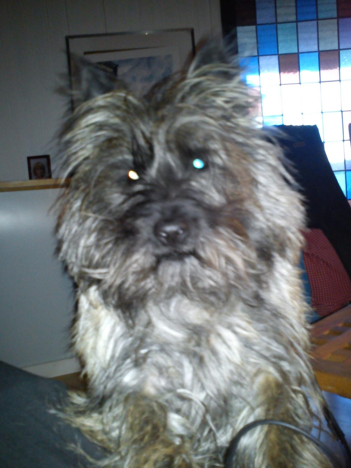 Cairn terrier Rollo billede 4
