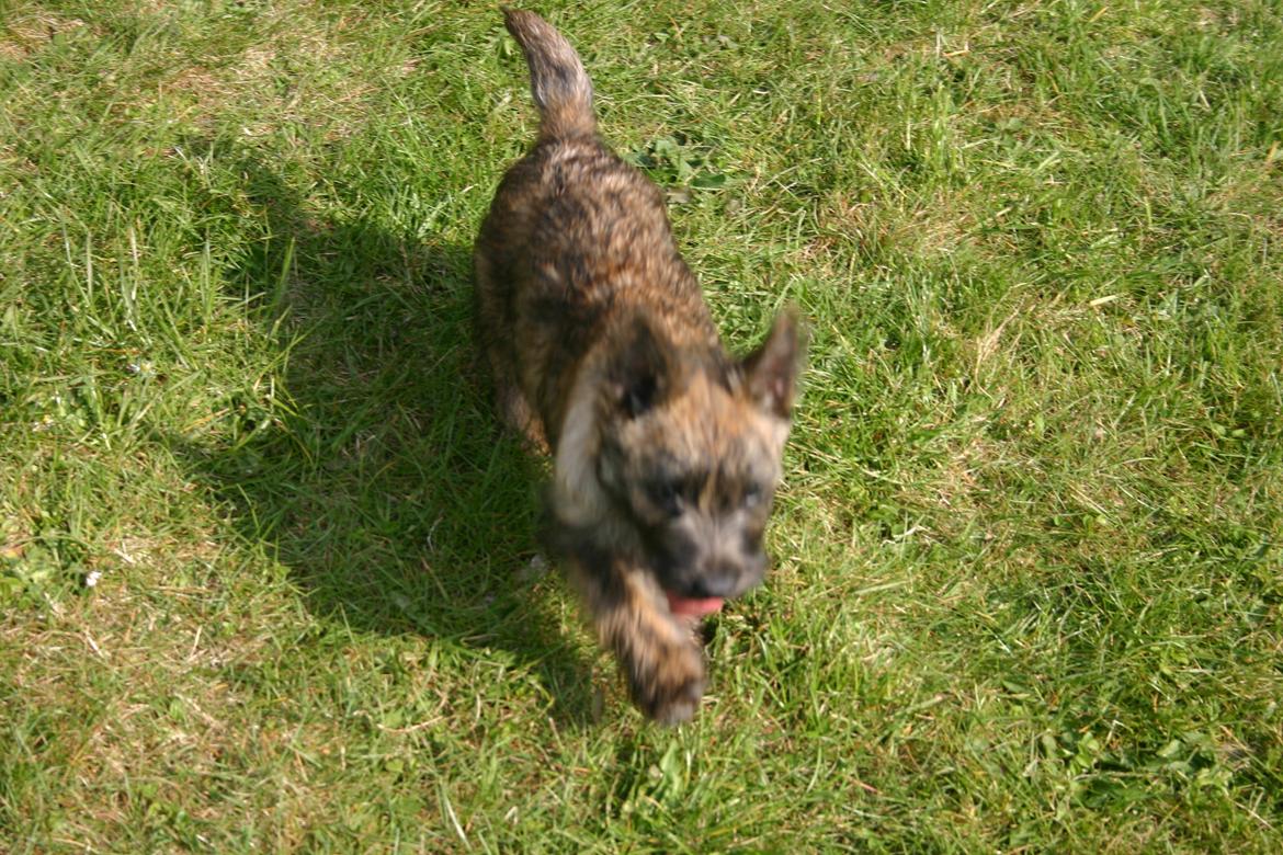 Cairn terrier Rollo billede 5