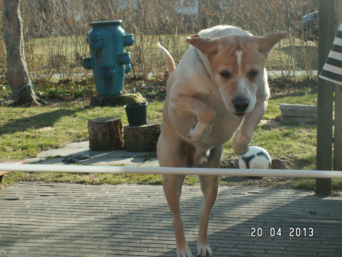 Dalmatiner Labrador Sir. Taurus II LØVEN II - Min flyvemaskine:* billede 1