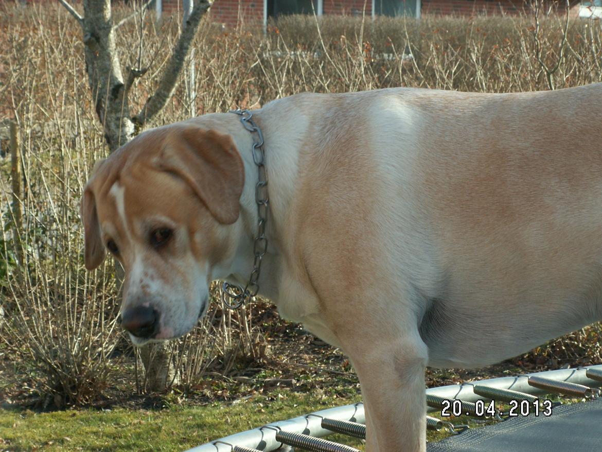Dalmatiner Labrador Sir. Taurus II LØVEN II - Skat dog...:* billede 5