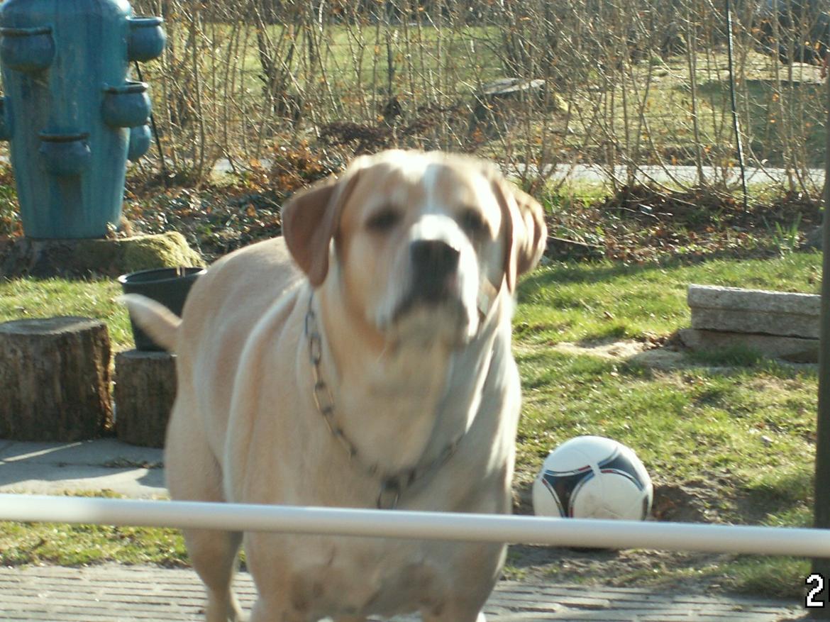 Dalmatiner Labrador Sir. Taurus II LØVEN II - Failface.. billede 16