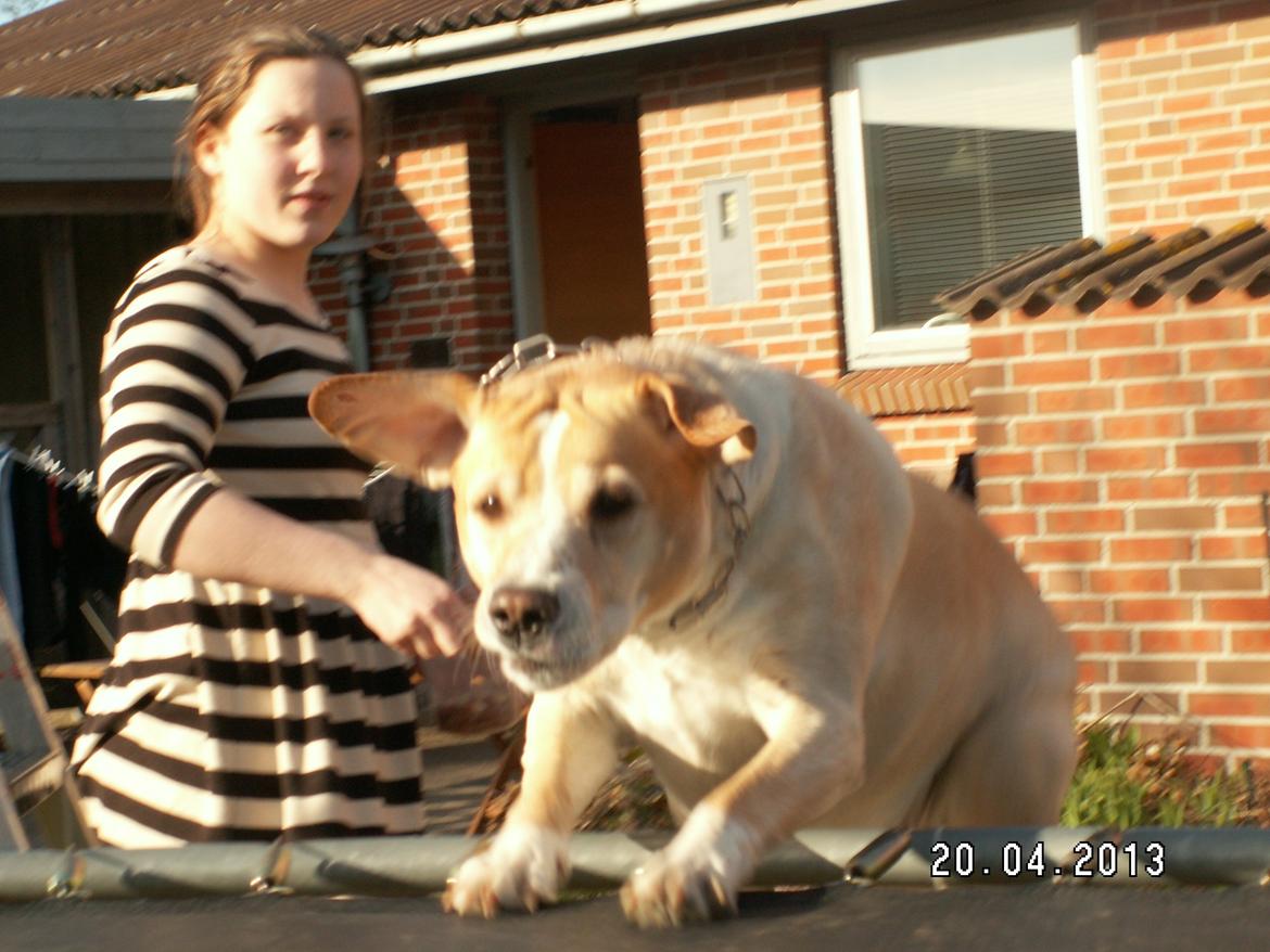 Dalmatiner Labrador Sir. Taurus II LØVEN II billede 17