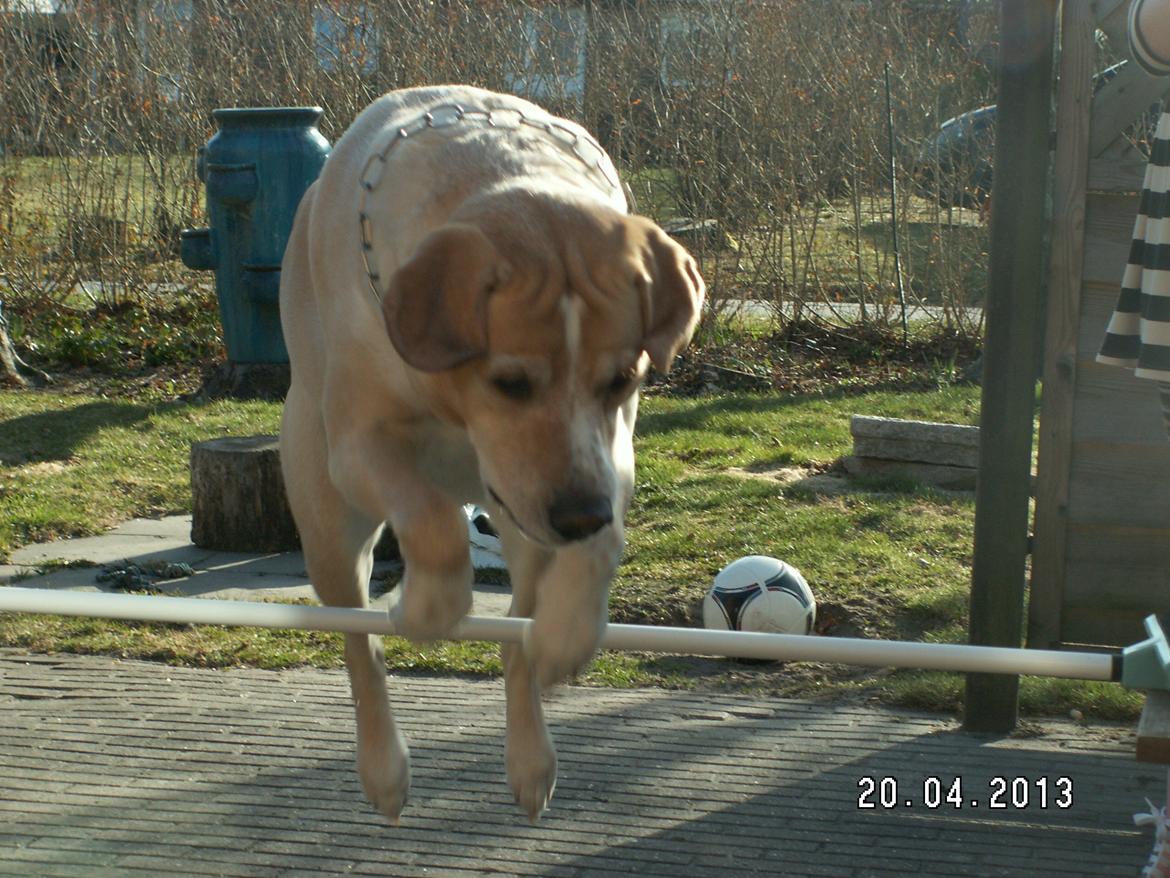 Dalmatiner Labrador Sir. Taurus II LØVEN II billede 18
