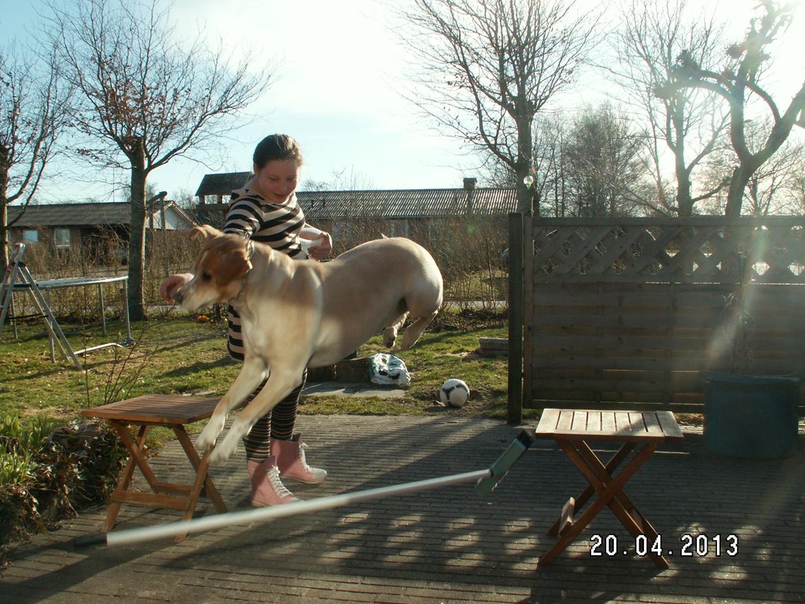Dalmatiner Labrador Sir. Taurus II LØVEN II billede 19