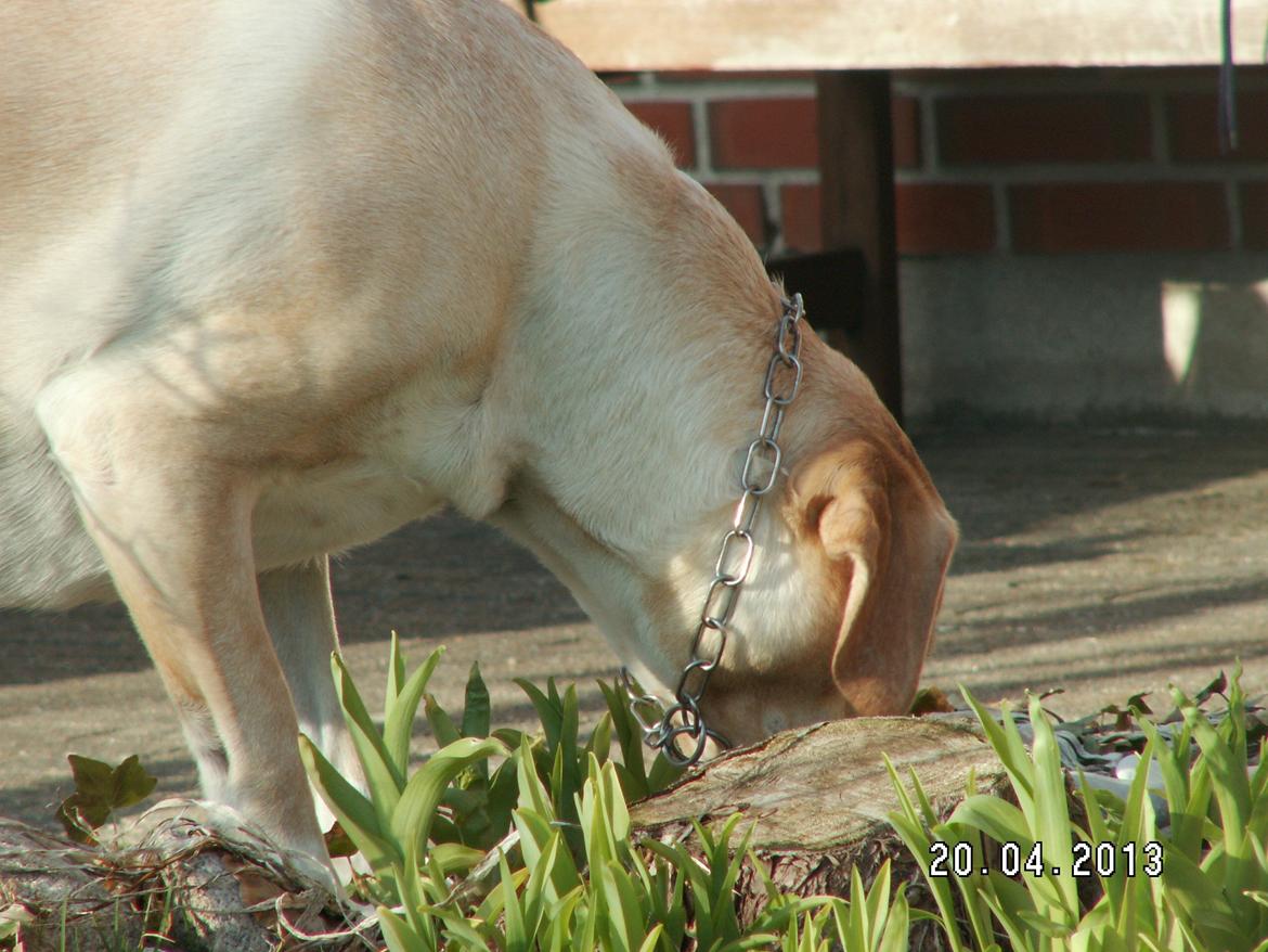 Dalmatiner Labrador Sir. Taurus II LØVEN II billede 8