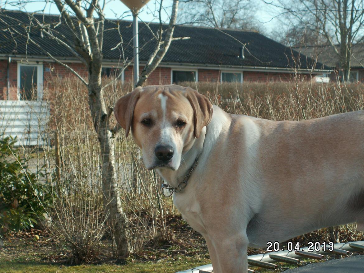 Dalmatiner Labrador Sir. Taurus II LØVEN II billede 10