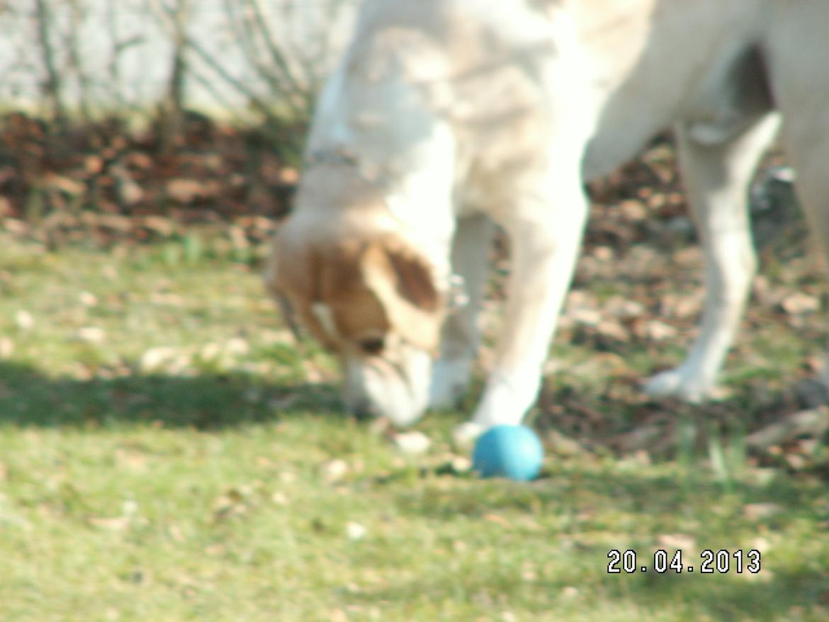 Dalmatiner Labrador Sir. Taurus II LØVEN II billede 20
