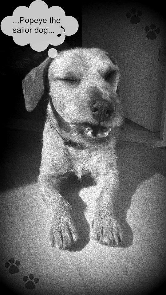 Blanding af racer Frigg billede 13