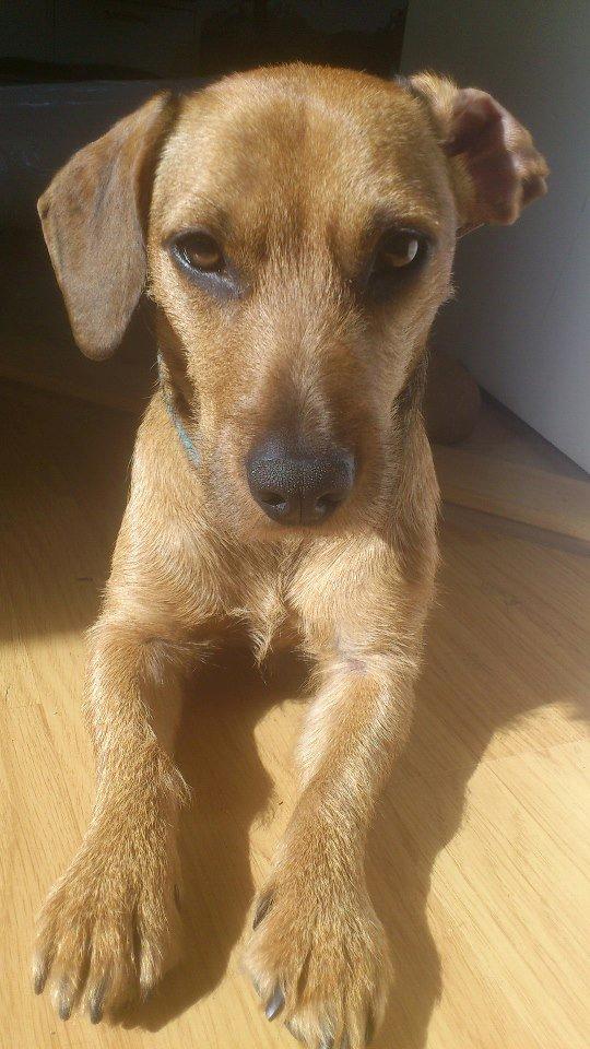 Blanding af racer Frigg billede 14