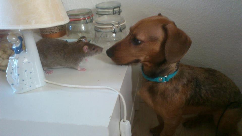 Blanding af racer Frigg billede 15