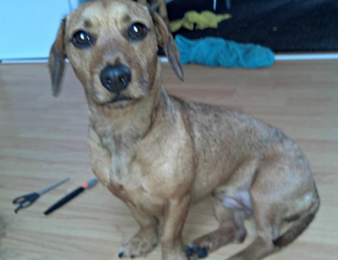 Blanding af racer Frigg billede 17