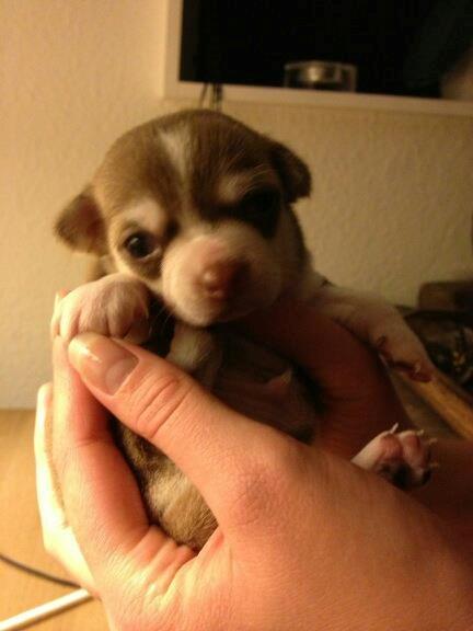 Chihuahua Choko - Her er han kun et par uger :) billede 1