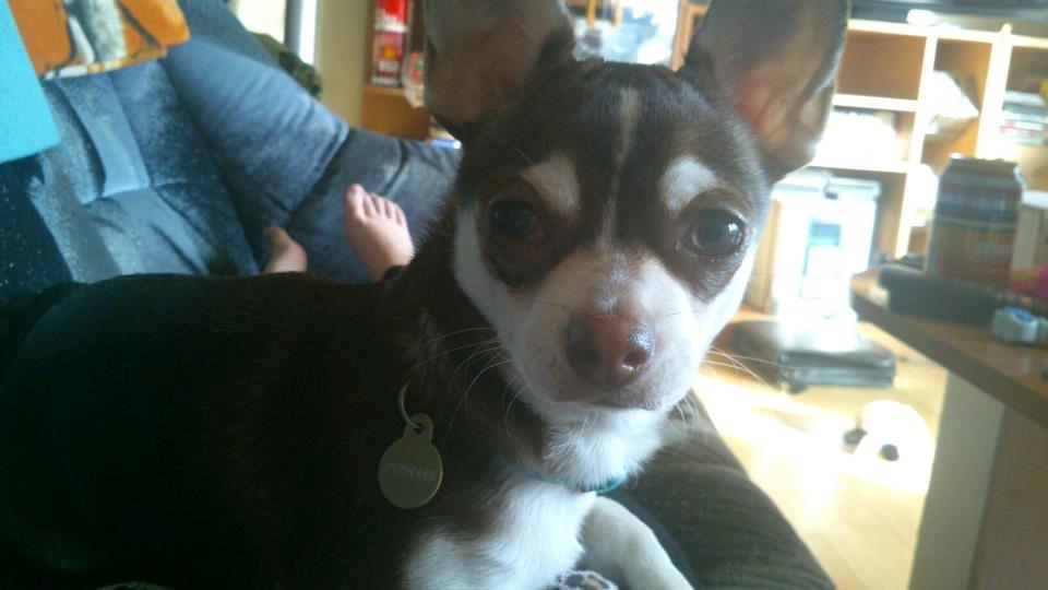 Chihuahua Choko - et par dage efter en hans operation  billede 2