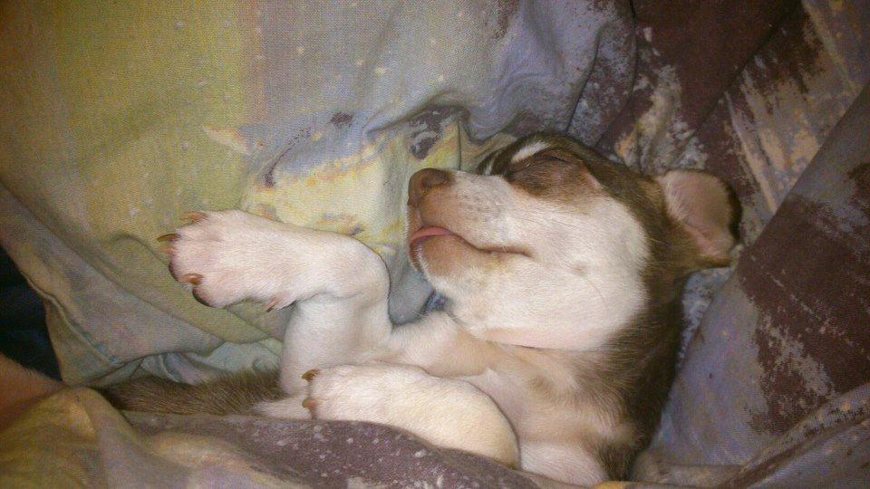 Chihuahua Choko - Ligger at rækker tunge imens han sover :) billede 3