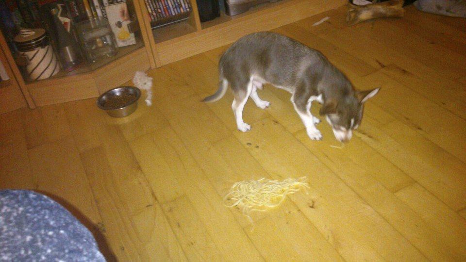 Chihuahua Choko - Pasta smager godt  billede 4