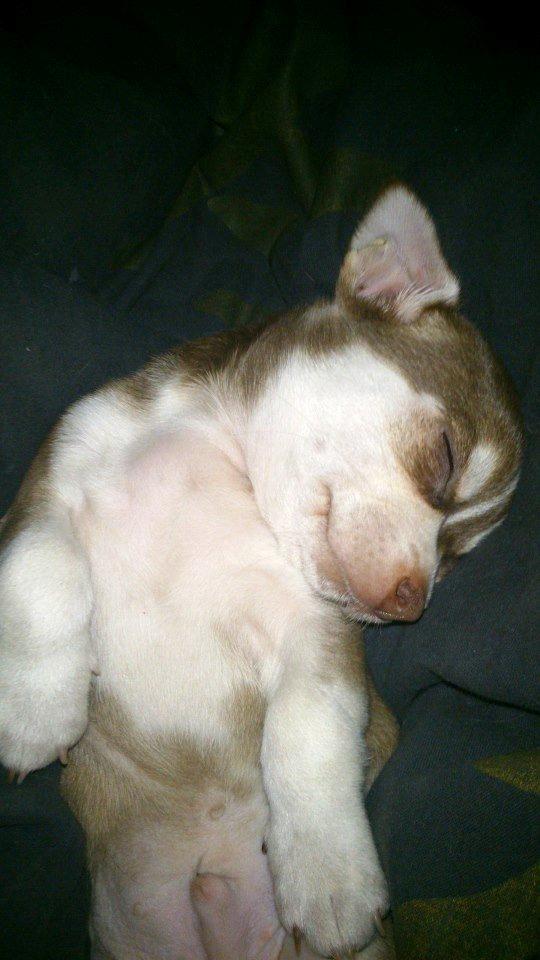 Chihuahua Choko - Kan ikke tåle lege med de 3 andre hunde vi har  billede 5