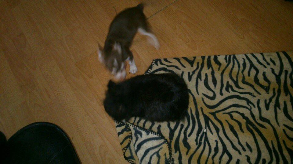 Chihuahua Choko - Leger med kanin :) billede 6