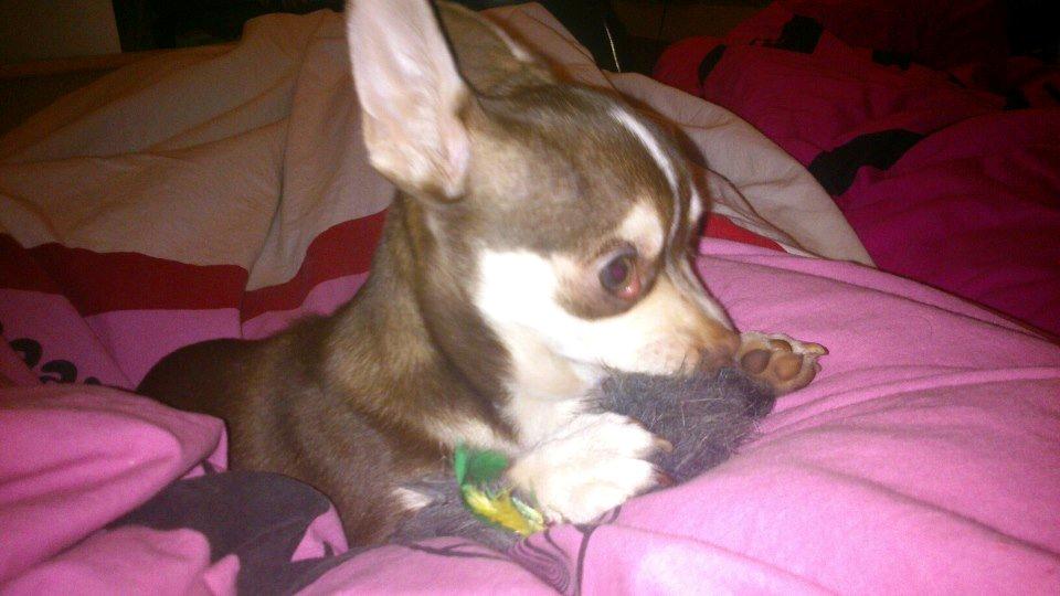 Chihuahua Choko - Musen skal bare dø hehe billede 7