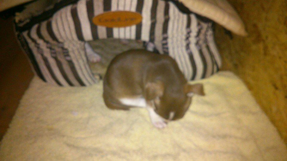 Chihuahua Choko - Første gang jeg var oppe og se min lille hund billede 8