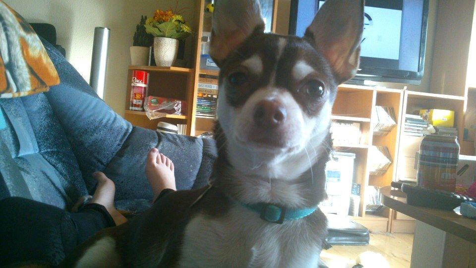 Chihuahua Choko - Lidt majestætisk har man lov at være :)  billede 9