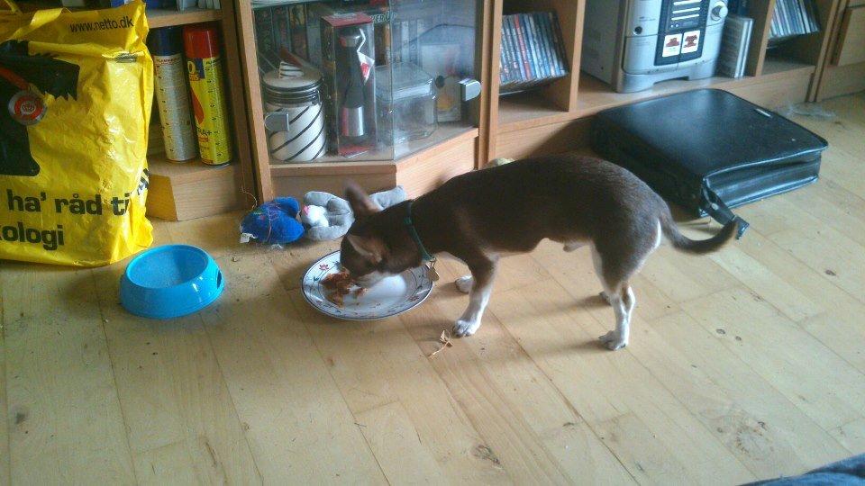 Chihuahua Choko - Fisk smager bare rigtigt godt billede 10