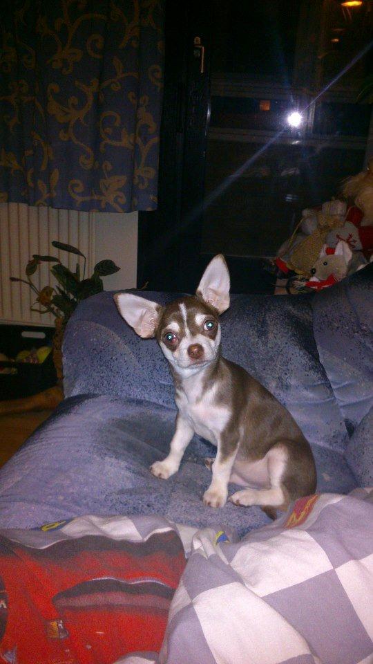 Chihuahua Choko - en rigtigt lille ballademager  billede 11