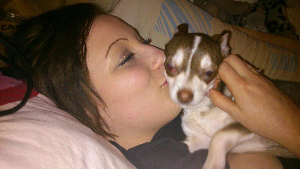 Chihuahua Choko - Min lille hund og min veninde elsker bare at putte  billede 12