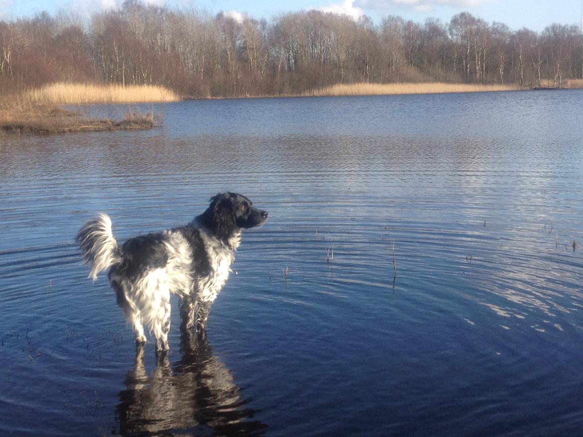 Blanding af racer Kouda - 16) Kouda ude på heden 2012 billede 16