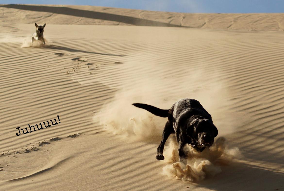 Labrador retriever Maggie - Os og hundende en dejlig dag på Rubjerg Knude :-) i April 2013 billede 15