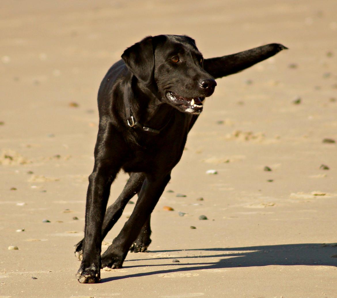 Labrador retriever Maggie - Dejlige vovse! på stranden april 2013 //Foto: Mig billede 16