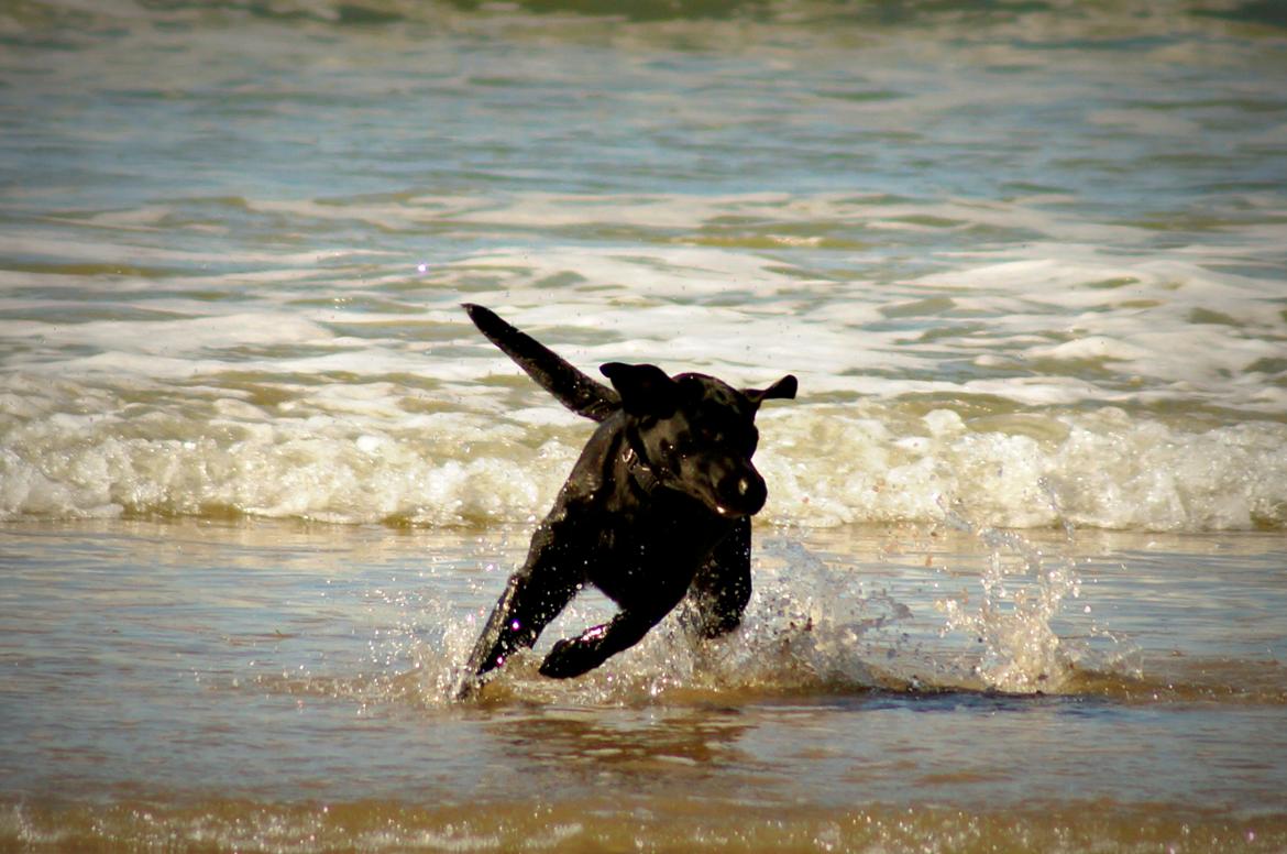 Labrador retriever Maggie - Vandhunden ;) April 2013 //Foto: Mig billede 17