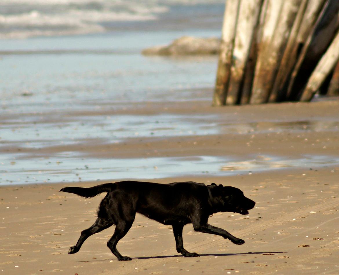 Labrador retriever Maggie - //Foto: Mig billede 18