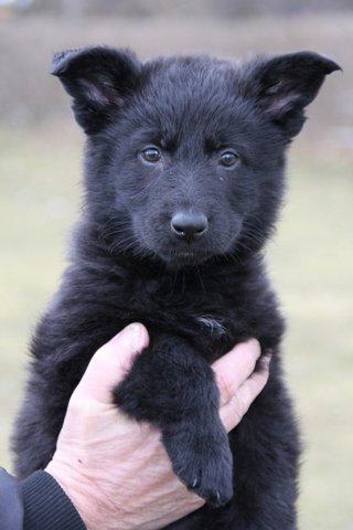 Schæferhund Luna - Er jeg ikke dejlig billede 1